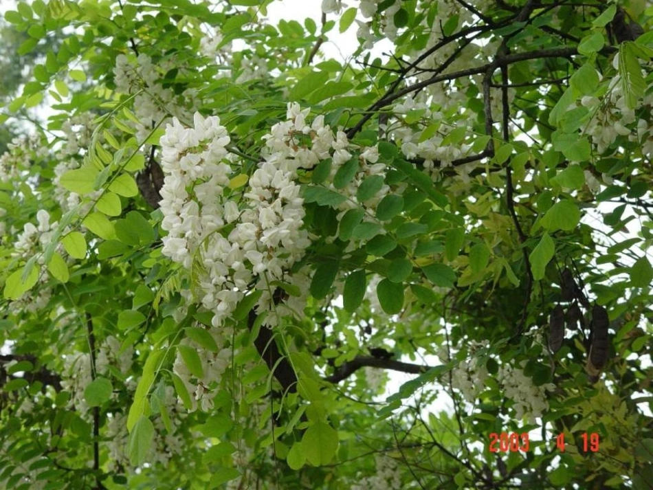 中职语文基础上册《窗前的树》ppt课件2_第2页