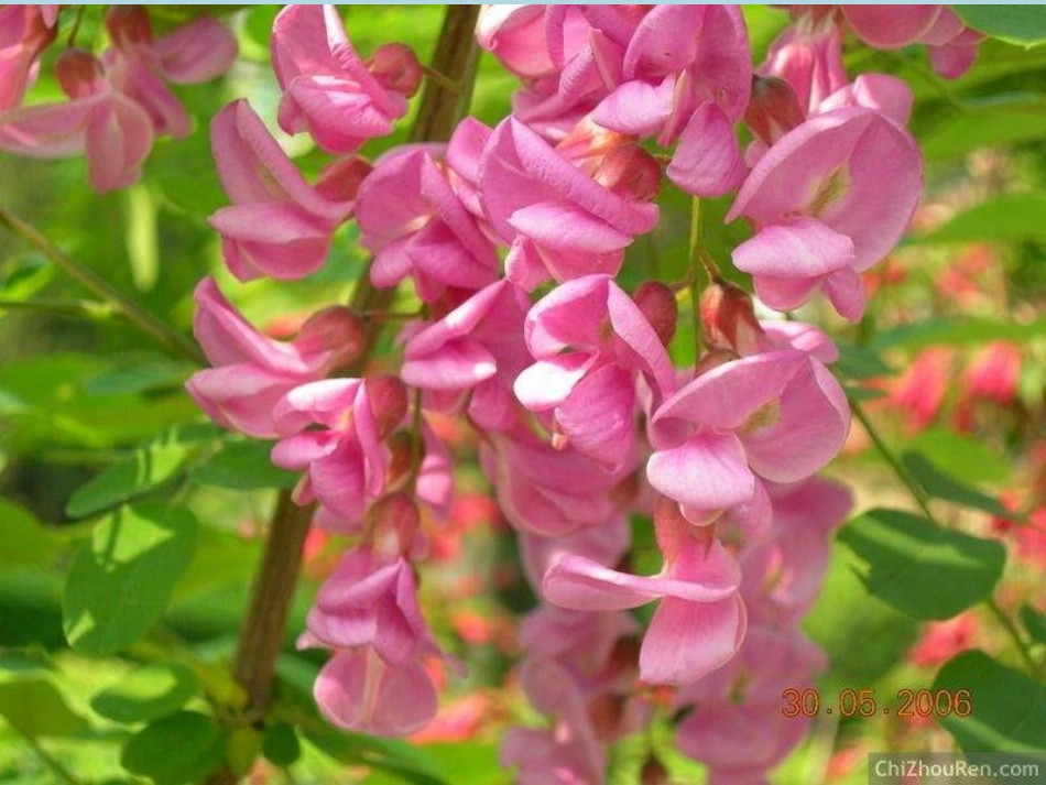 中职语文基础上册《窗前的树》ppt课件2_第3页