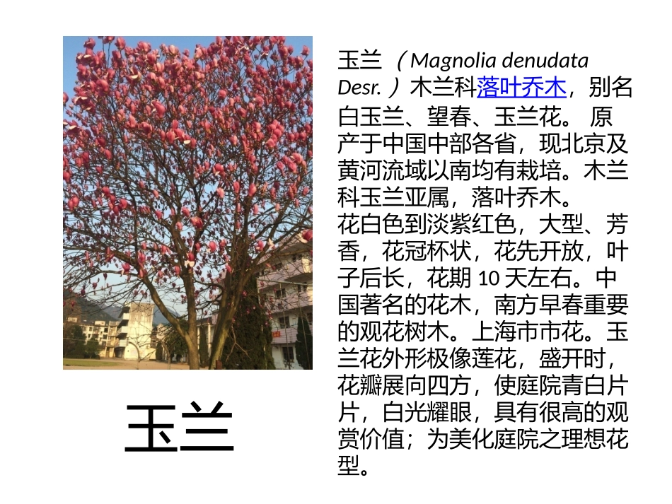 校园里常见的植物_第3页
