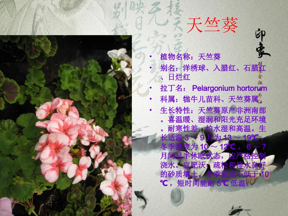 花卉观赏PPT_第2页