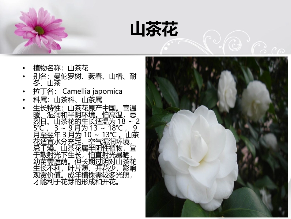 花卉观赏PPT_第3页