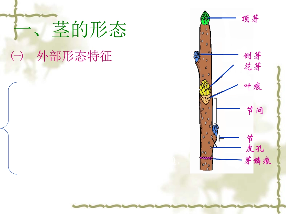 植物茎的结构_第3页