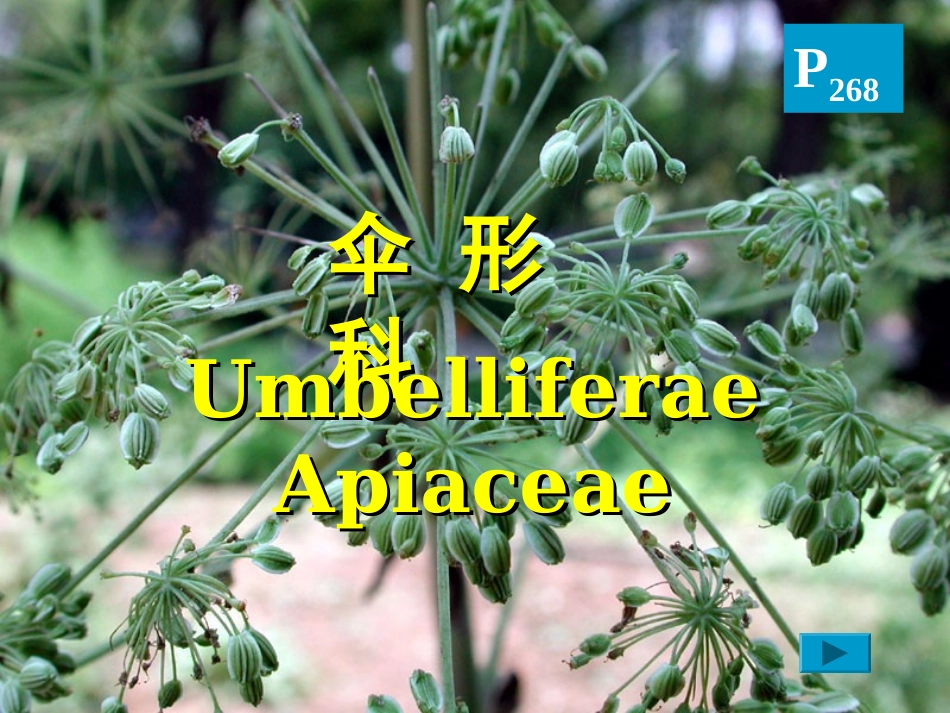 药用植物学-伞形科_第1页