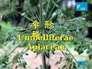 药用植物学-伞形科
