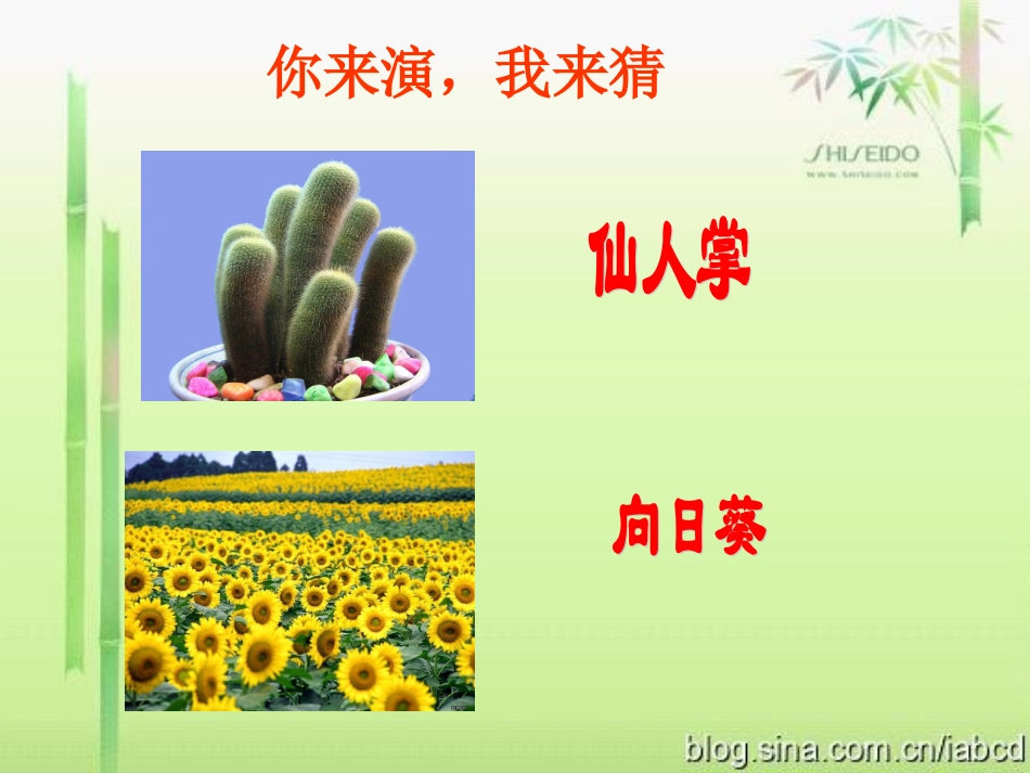 我最喜爱的植物_第2页