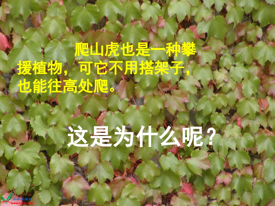 爬山虎的脚PPT公开课精致_第2页