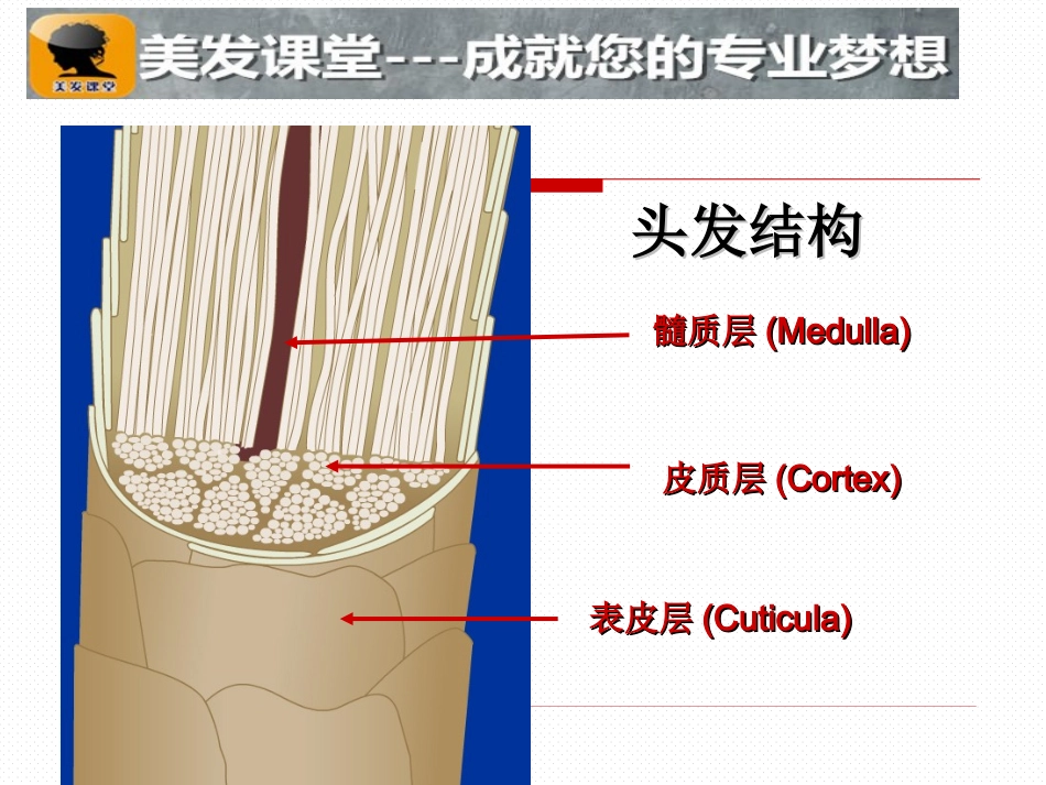 最全发型师必学染发课件_第2页