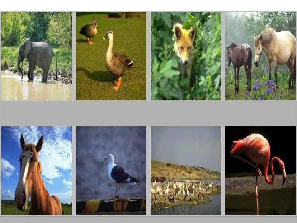 动物体的结构层次PPT_第1页