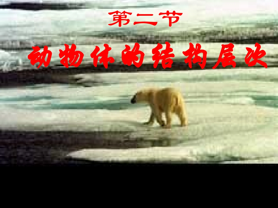 动物体的结构层次PPT_第2页