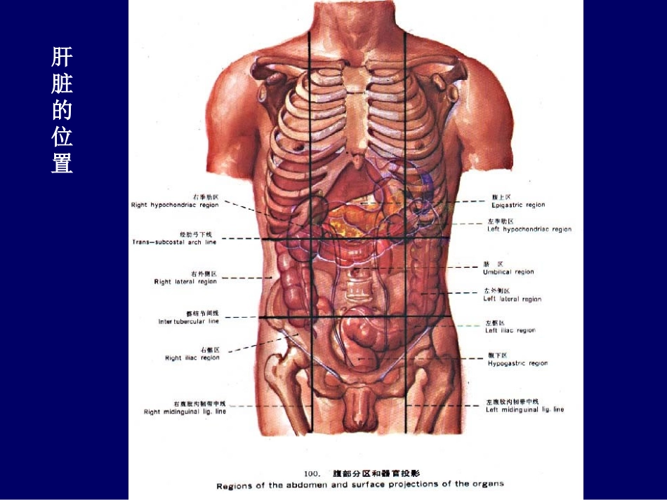 肝脏胆道系统解剖_第2页