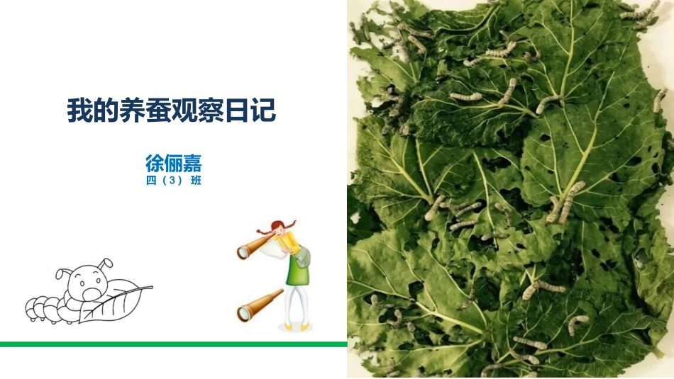 我的养蚕观察日记_第1页