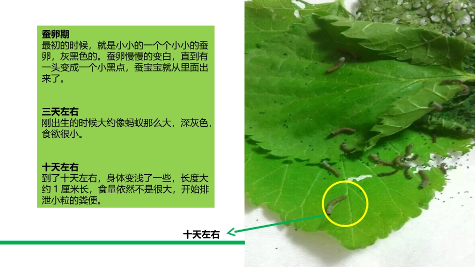 我的养蚕观察日记_第2页