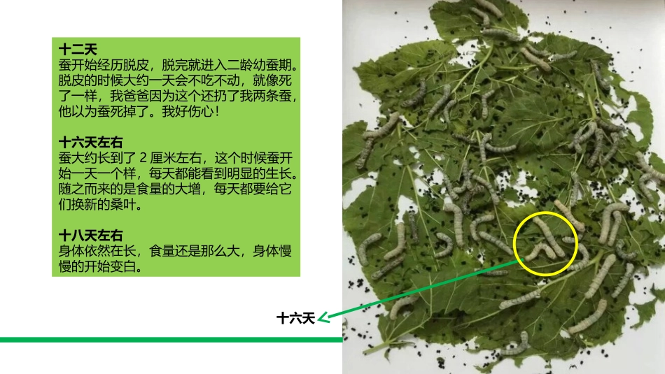 我的养蚕观察日记_第3页