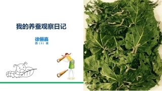 我的养蚕观察日记