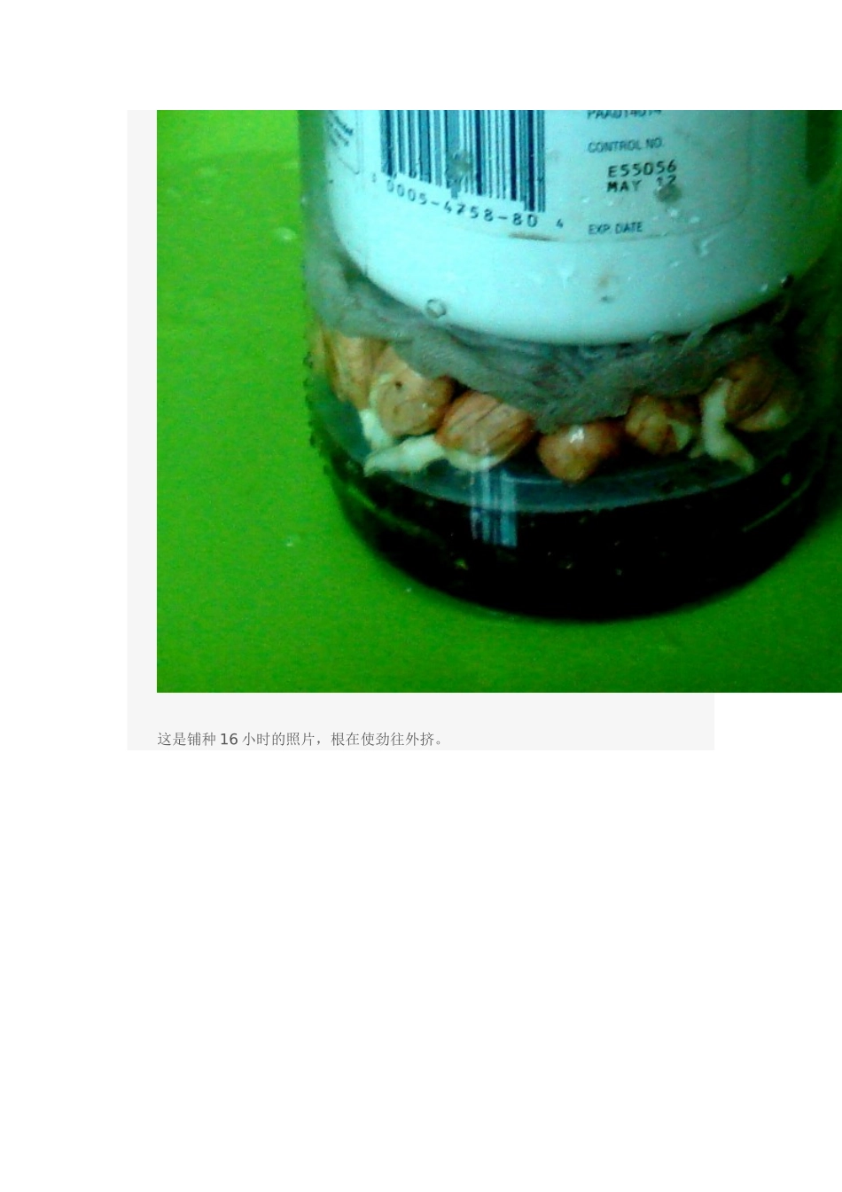 水培花生芽的全程拍照与说明_第3页