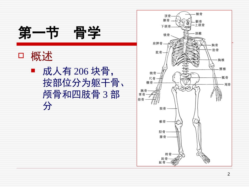 人体解剖学 运动系统_第2页