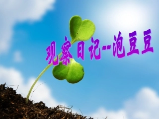 观察日记--泡豆豆