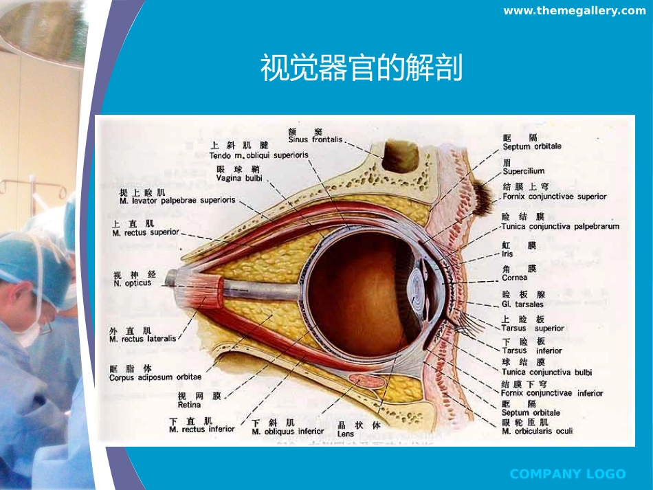 视网膜脱离教学幻灯_第3页