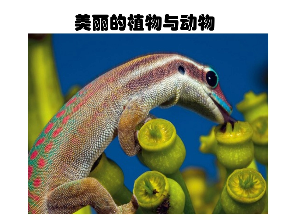 人教版美术 一年级下 20  美丽的植物和动物_第1页