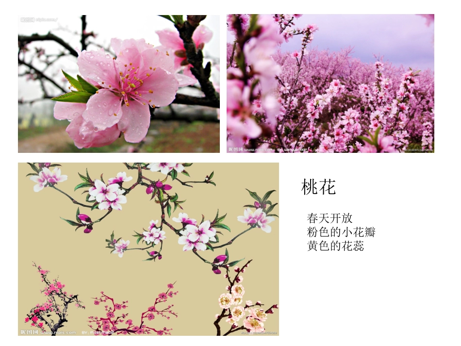 人教版美术 一年级下 20  美丽的植物和动物_第2页