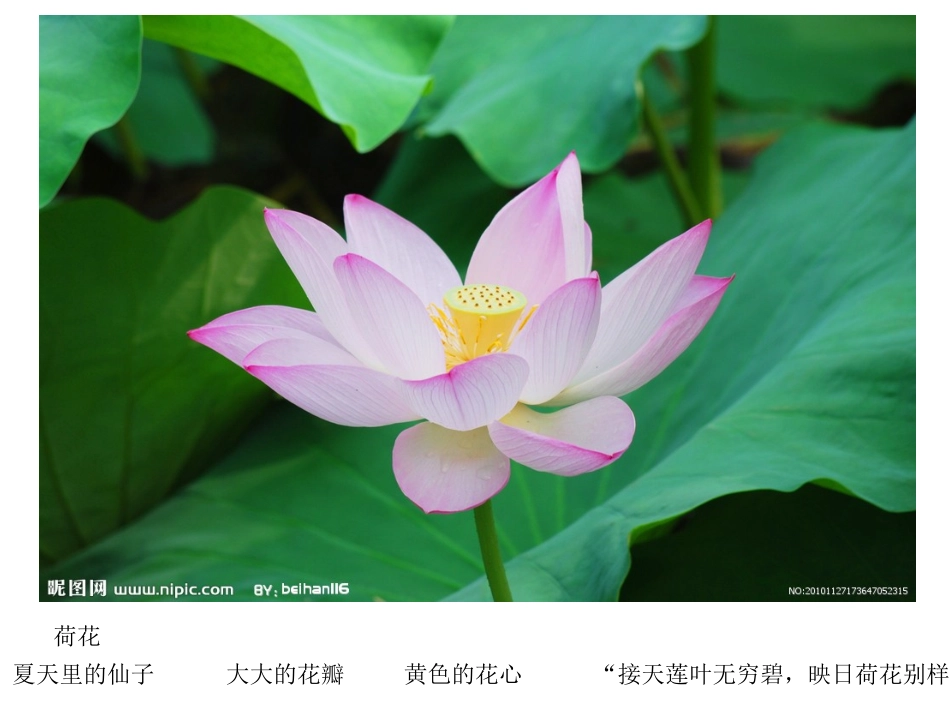 人教版美术 一年级下 20  美丽的植物和动物_第3页