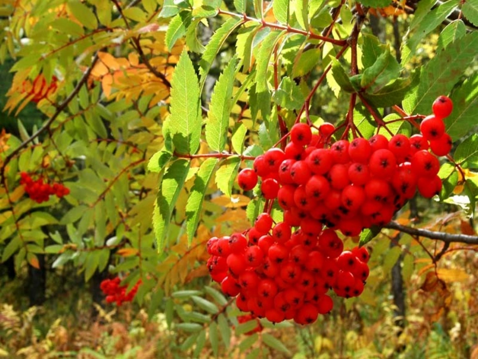 写景作文指导_第3页