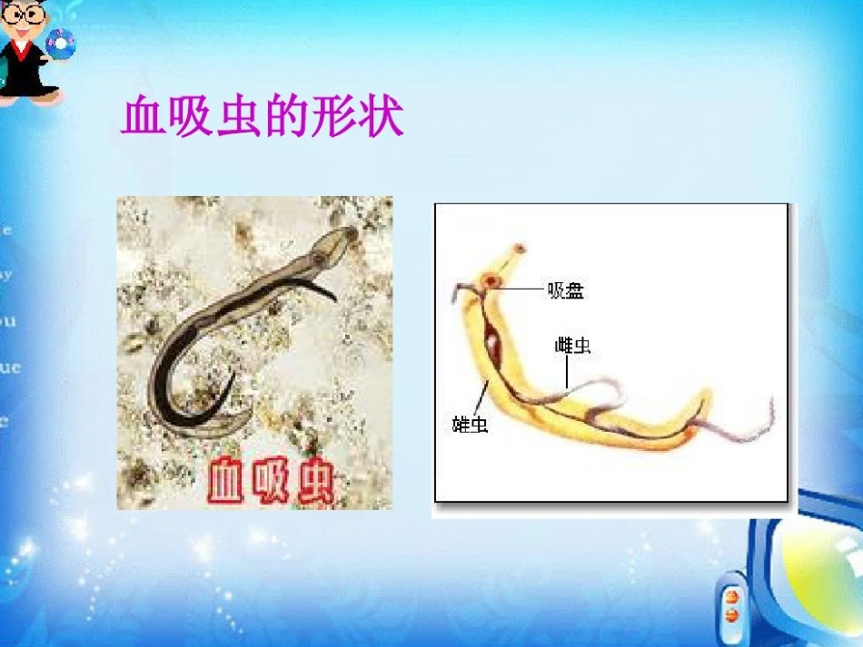 小学血吸虫病预防课件_第3页