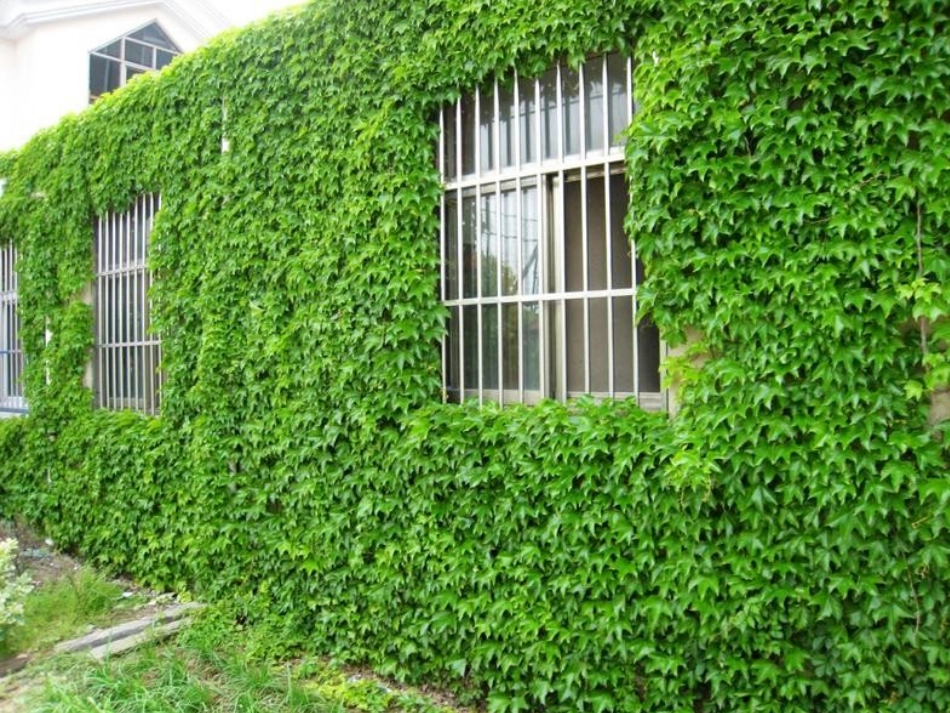 人教版小学语文四年级上册6《爬山虎的脚》ppt_第2页