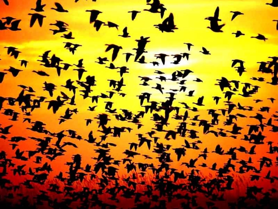 平面构成中的点、线、面_第3页