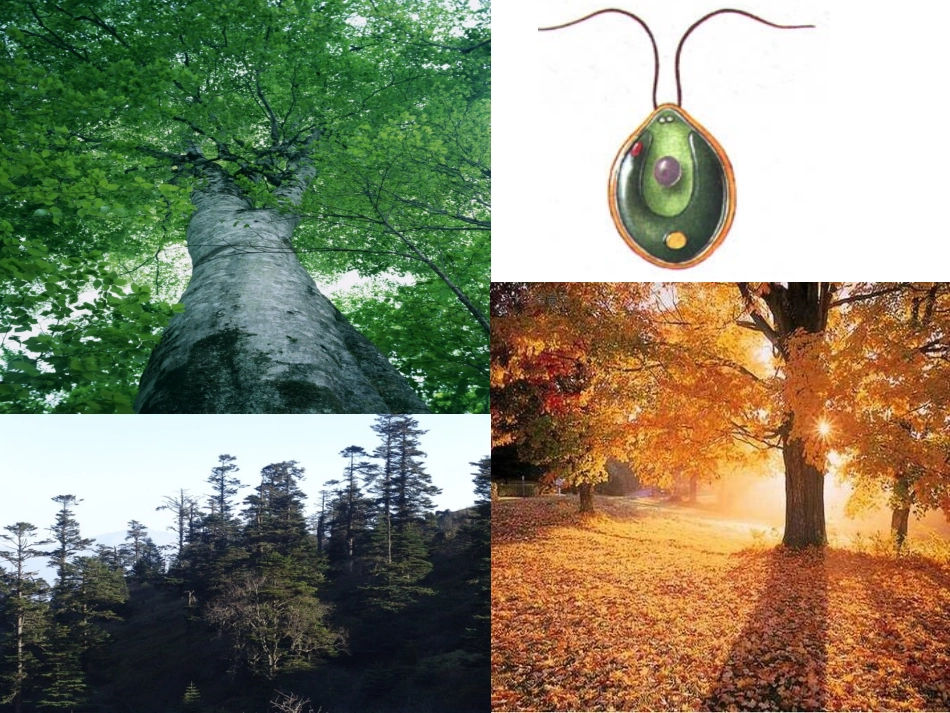 生物：绿色植物的主要类群课件(济南版七年级上)_第2页