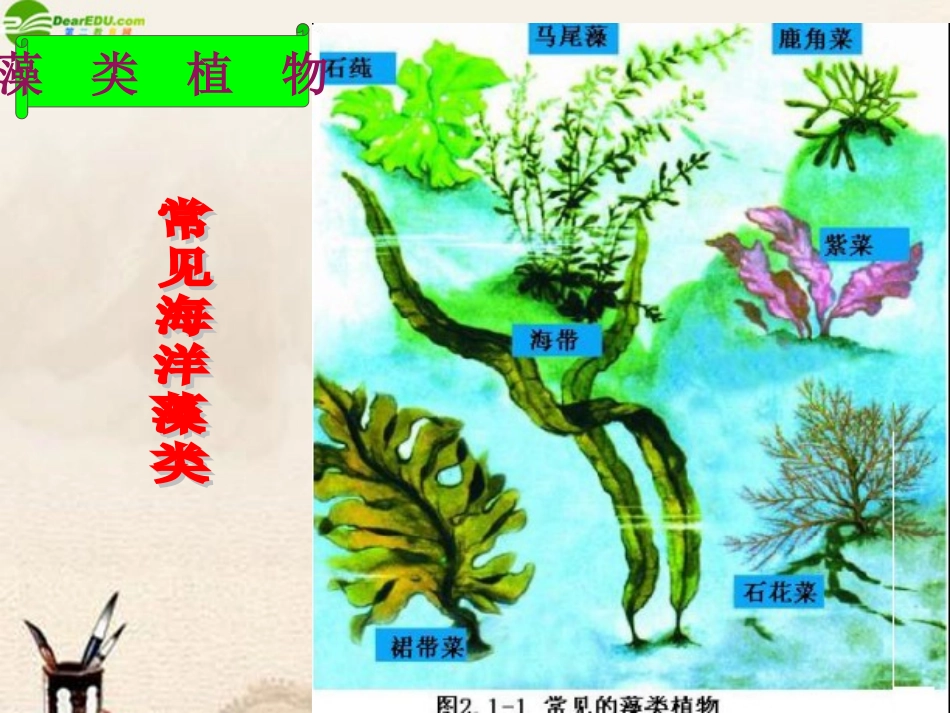 生物：绿色植物的主要类群课件(济南版七年级上)_第3页