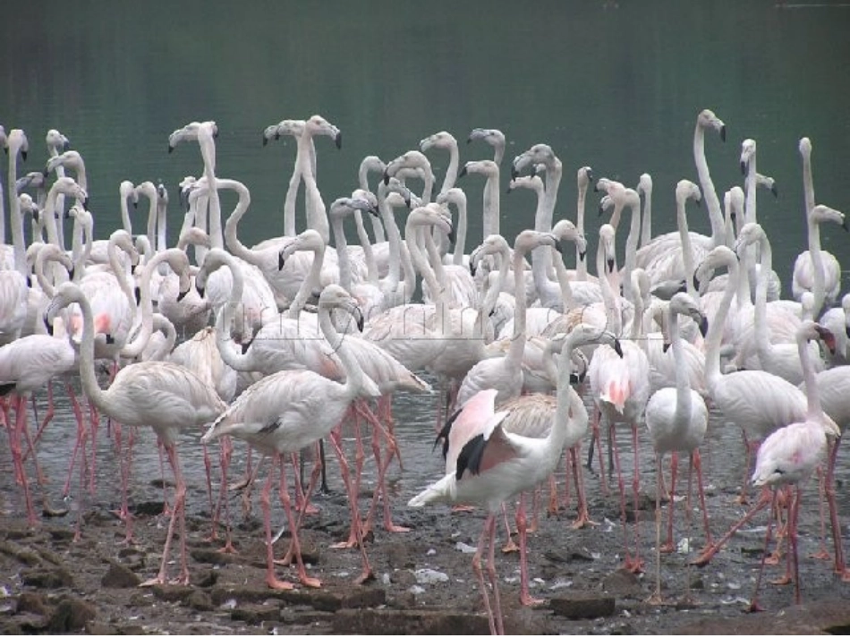 作为生物的社会优秀课件_第2页