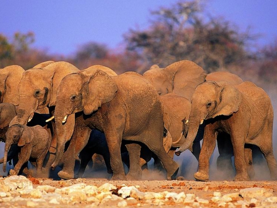 作为生物的社会优秀课件_第3页