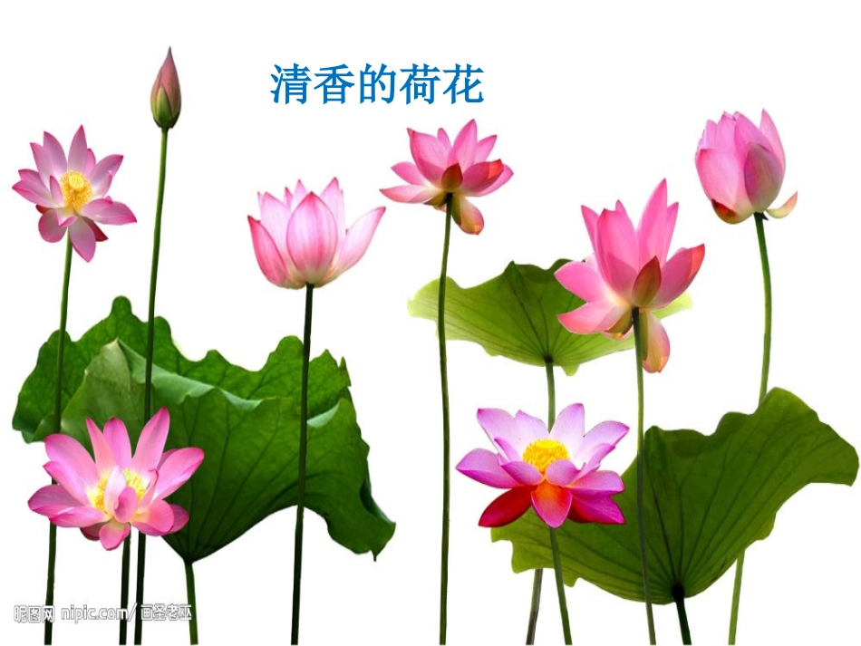 我最喜欢的植物_第1页