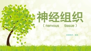 组织学和胚胎学  神经组织