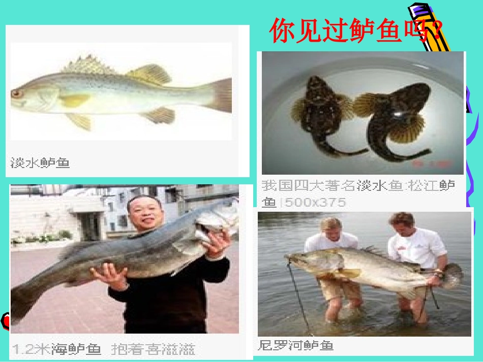 你必须把这条鱼放掉[1]优质课件_第2页