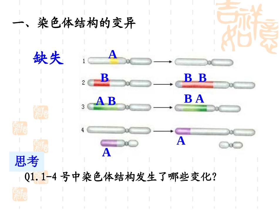 第5章第2节染色体变异课件_第3页