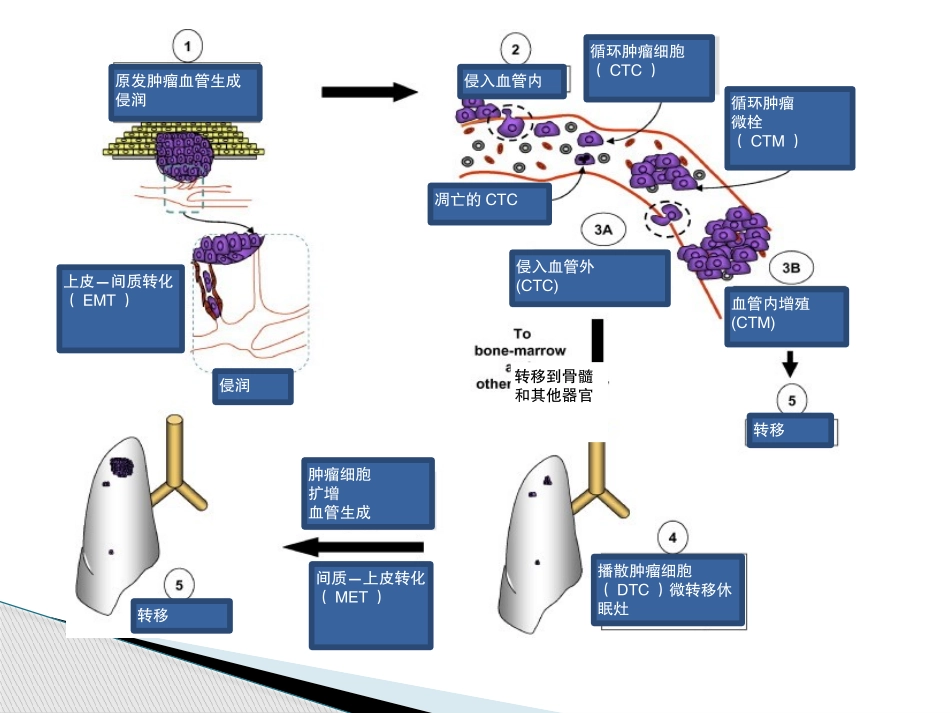 外周血循环肿瘤细胞检测2_第3页