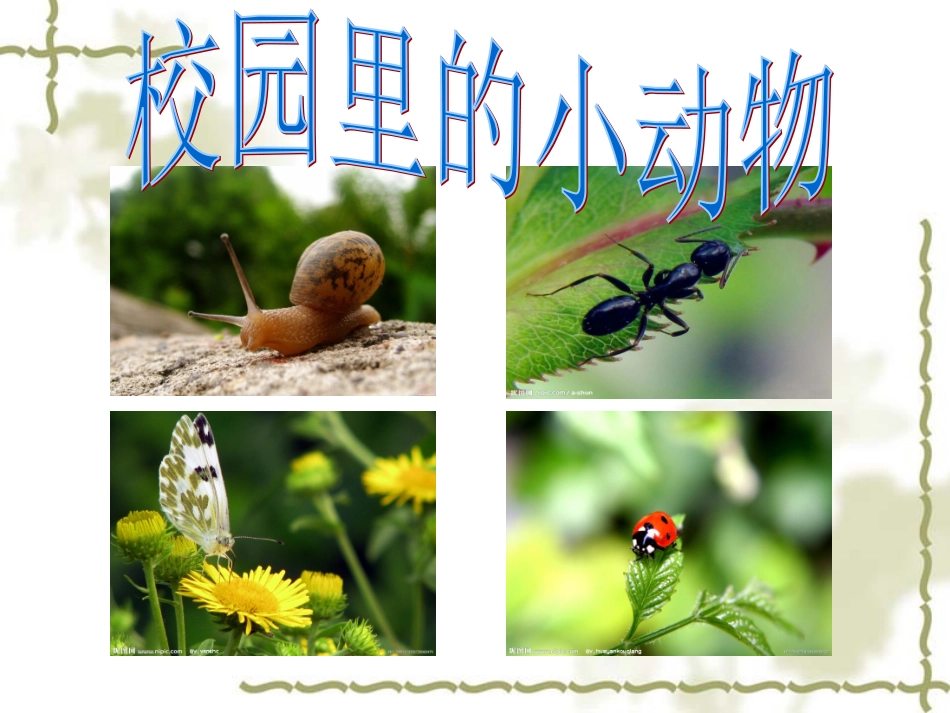 小学三年级上册科学《校园里的小动物》_第1页