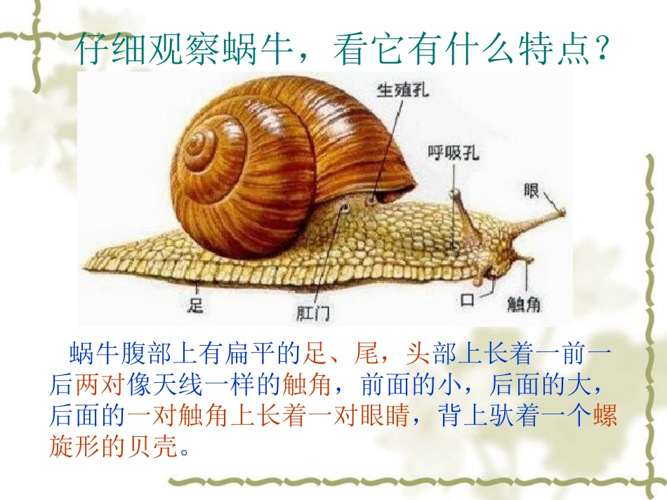 小学三年级上册科学《校园里的小动物》_第2页