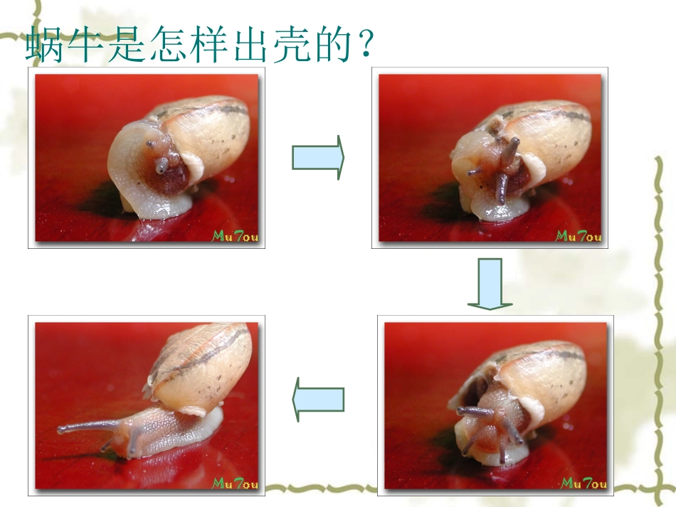 小学三年级上册科学《校园里的小动物》_第3页