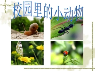 小学三年级上册科学《校园里的小动物》