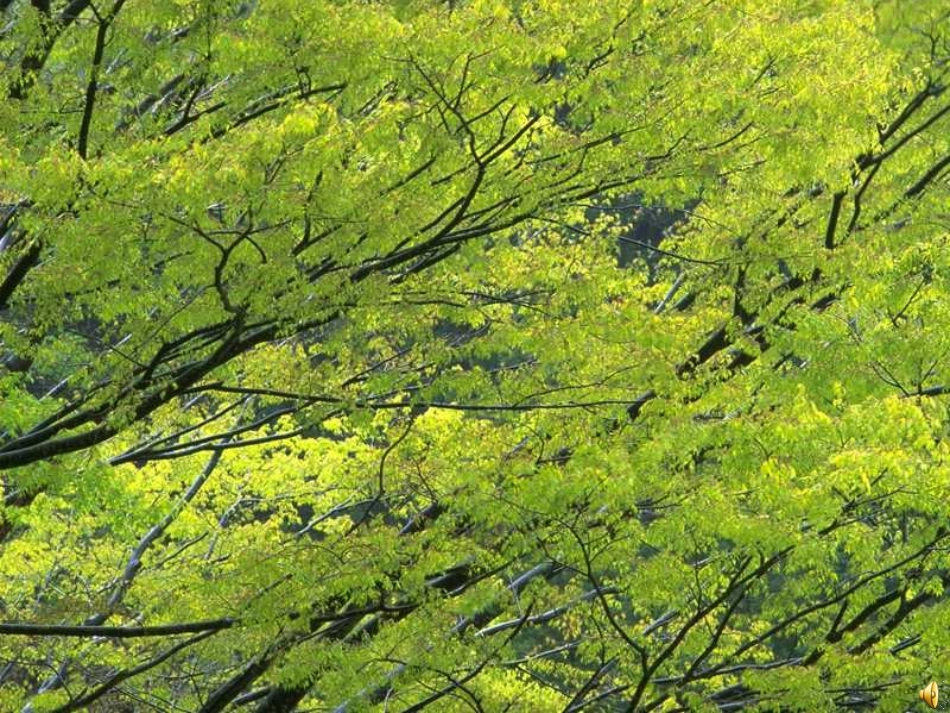 美丽的小兴安岭-张延平_第3页