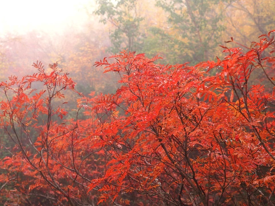 温度计的课件_第1页
