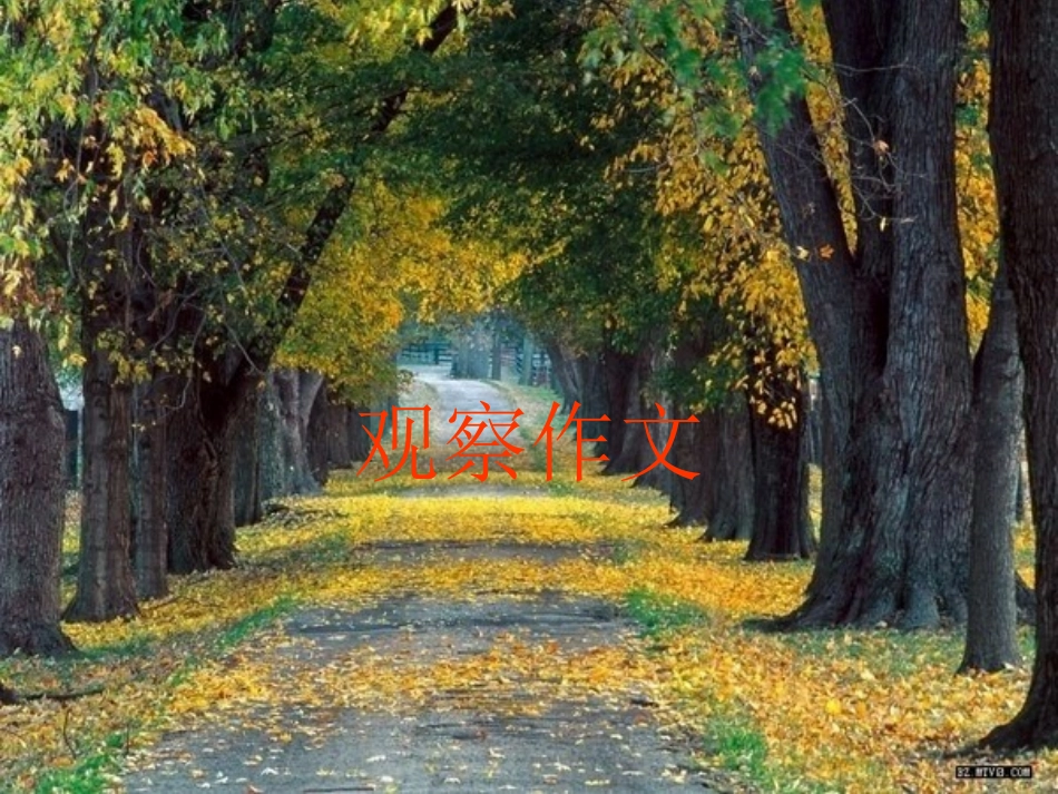 四年级上册语文第二单元观察作文_第3页