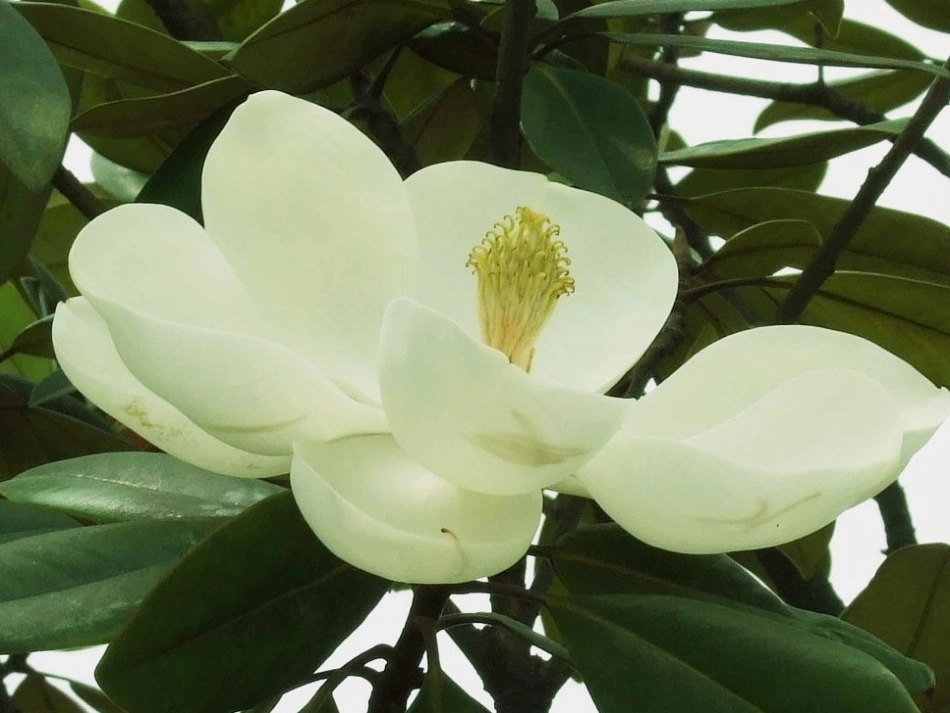 广玉兰 (2)_第2页