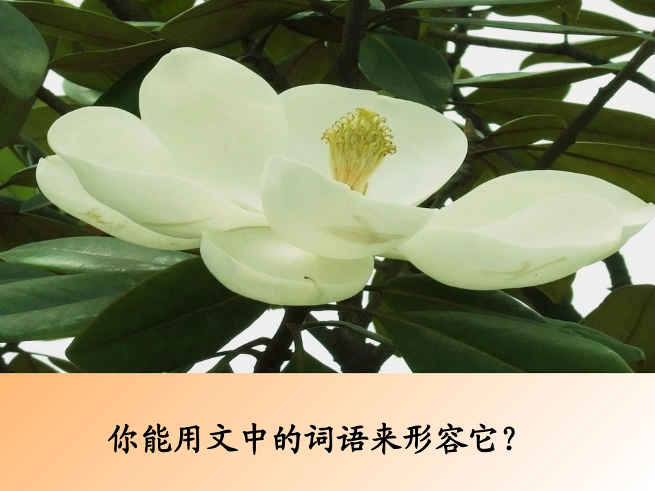 广玉兰 (2)_第3页