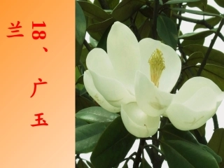 广玉兰 (2)