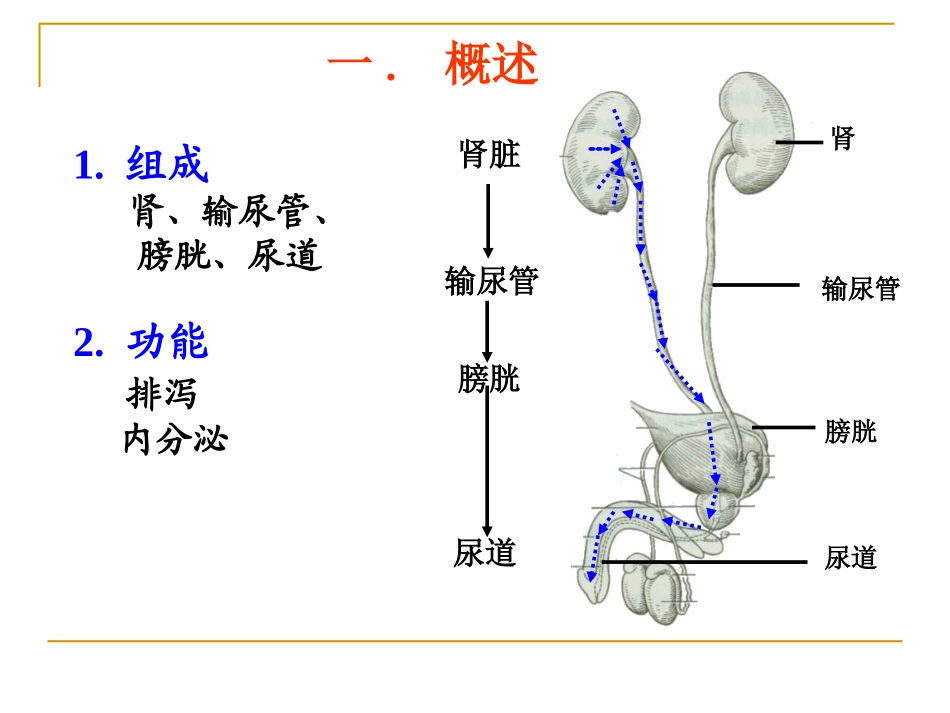 系统解剖学之泌尿系统_第2页