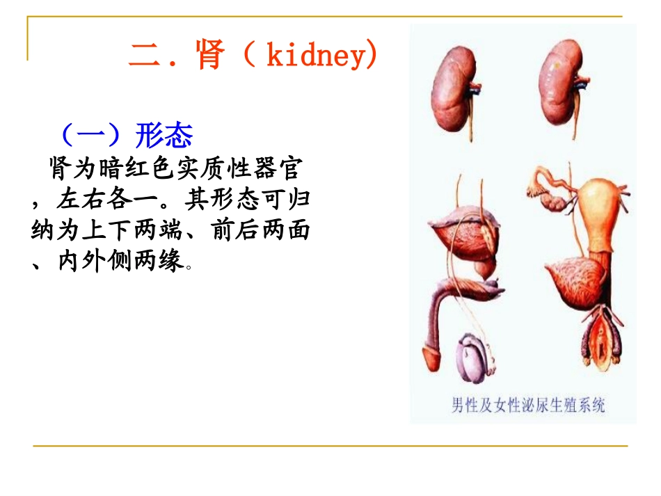 系统解剖学之泌尿系统_第3页